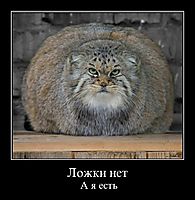 Ложки нет А я есть