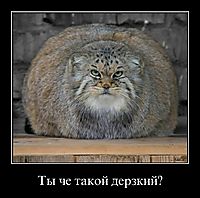 Ты че такой дерзкий? 