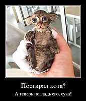 Постирал кота? А теперь погладь его, сука!