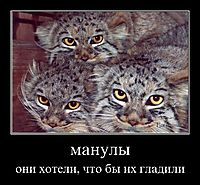 манулы они хотели, что бы их гладили
