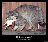 Поймал мыша? — Ешь неспеша!