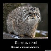 Погладь кота! Погладь-погладь манула!