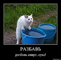РАЗБАВЬ разбавь спирт, сука!