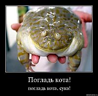 Погладь кота! погладь кота, сука!