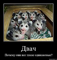 Двач Почему они все такие одинаковые?