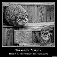 Это котики. Манулы. Почему ты не пригласил их в гости, сука?