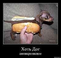 Хоть Дог антикризисное