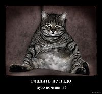 гладить не надо пузо почеши, а!