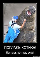 ПОГЛАДЬ КОТИКА! Погладь котика, сука!