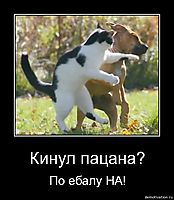 Кинул пацана? По ебалу НА!