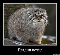 Гладни котца 