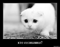 кто солнышко?
