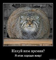 Нахуй нам премии? Я итак хорошо живу!