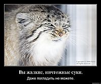 Вы жалкие, ничтожные суки.