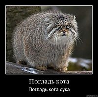 Погладь кота Погладь кота сука