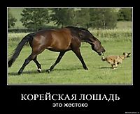 КОРЕЙСКАЯ ЛОШАДЬ это жестоко