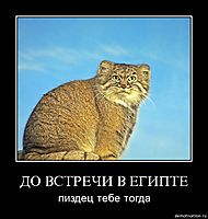ДО ВСТРЕЧИ В ЕГИПТЕ