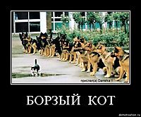 БОРЗЫЙ  КОТ 