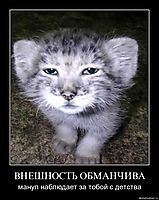 ВНЕШНОСТЬ ОБМАНЧИВА манул наблюдает за тобой с детства