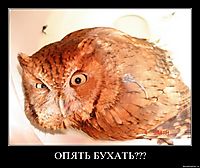 ОПЯТЬ БУХАТЬ??? 