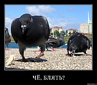 ЧЁ, БЛЯТЬ? 