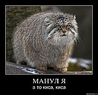 МАНУЛ Я а то киса, киса