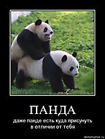 ПАНДА даже панде есть куда присунуть в отличии от тебя