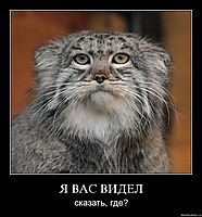 Я ВАС ВИДЕЛ сказать, где?