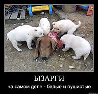 ЫЗАРГИ на самом деле - белые и пушистые