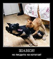 ШАВКИ! не песдите на котегов!