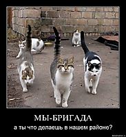 МЫ-БРИГАДА а ты что делаешь в нашем районе?