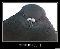 ТЕБЕ ПИЗДЕЦ 