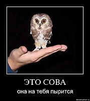 ЭТО СОВА она на тебя пырится