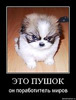 ЭТО ПУШОК он поработитель миров