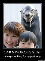 CARNIVOROUS SEAL always looking for opportunity