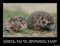 БЛЯТЬ, ТЫ ЧЕ ДРОЧИШЬ ТАМ? 