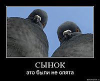 СЫНОК это были не опята