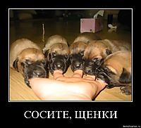 СОСИТЕ, ЩЕНКИ 