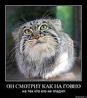 ОН СМОТРИТ КАК НА ГОВНО на тех кто его не гладил