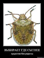 ВЫБИРАЕТ ГДЕ СЫТНЕЕ существо без родины