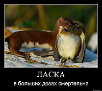 ЛАСКА в больших дозах смертельна