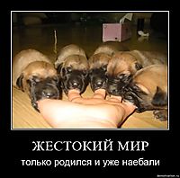 ЖЕСТОКИЙ МИР только родился и уже наебали