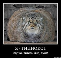 Я - ГИПНОКОТ подчиняйтесь мне, суки!