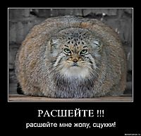 РАСШЕЙТЕ !!! расшейте мне жопу, сцукки!