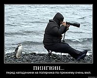 ПИНГВИН... перед нападением на полярника по-прежнему очень мил.