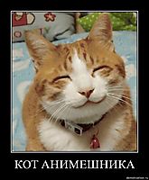 КОТ АНИМЕШНИКА 