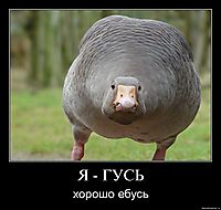 Я - ГУСЬ хорошо ебусь