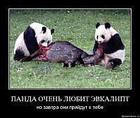 ПАНДА ОЧЕНЬ ЛЮБИТ ЭВКАЛИПТ но завтра они прийдут к тебе