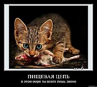 ПИЩЕВАЯ ЦЕПЬ в этом мире ты всего лишь звено
