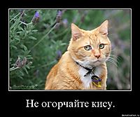 Не огорчайте кису. 